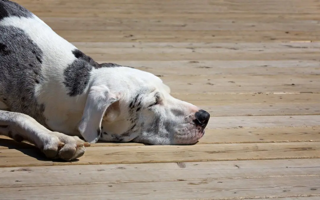 5 Pet-Safe Weed Killer Options to Consider