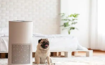 Allergy-Proofing Your Home: Create a Healthy Home