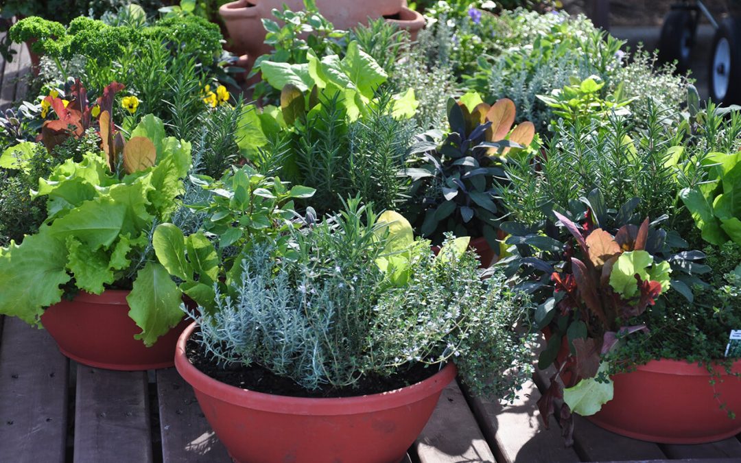 7 Steps to Create a Container Garden for the Deck or Patio