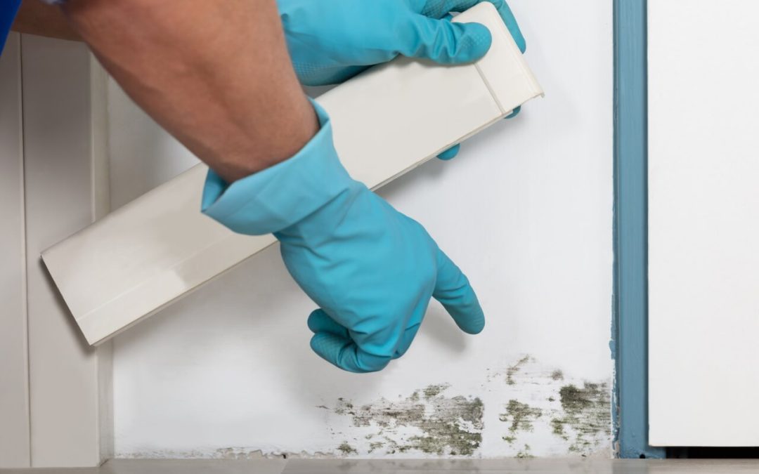 6 Ways to Prevent Mold Growth in a Home